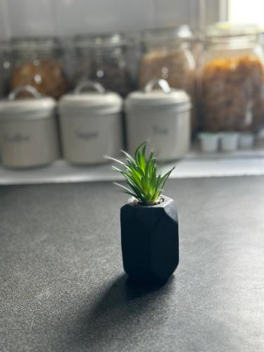 a small plant in a black pot on a counter at Modern & Cosy Studio Near City Centre in Leeds