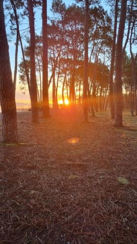 un groupe d'arbres au coucher du soleil en arrière-plan dans l'établissement Bel Appartement au calme avec Rez-de-jardin, à Biscarrosse