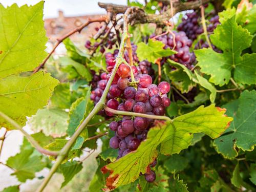 a bunch of red grapes hanging from a tree at Gîte 4 chambres avec piscine couverte et jardin proche des châteaux de la Loire - FR-1-491-370 in Chouzy-sur-Cisse