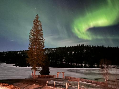 an image of a tree and the northern lights at Efri Halfa in Homstad