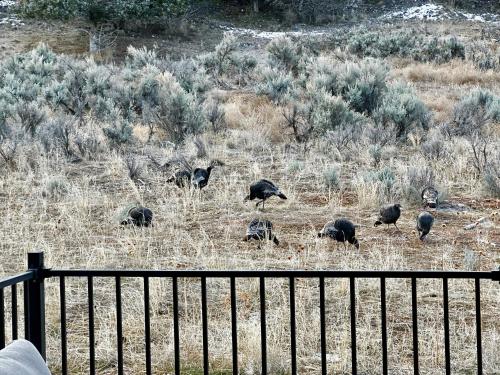 a group of animals grazing in a field at Beehive Basecamp Explore Ski Play and Make Memories in Parowan