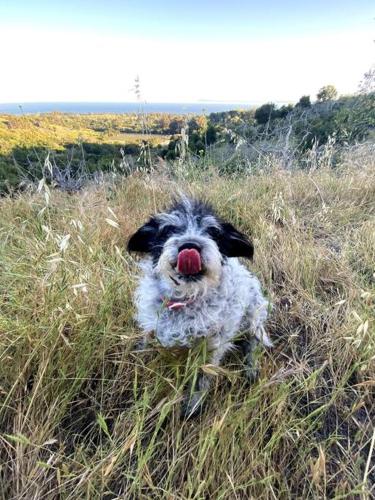 a dog sitting in the grass with its tongue out at Cabin on the American Riviera in Carpinteria