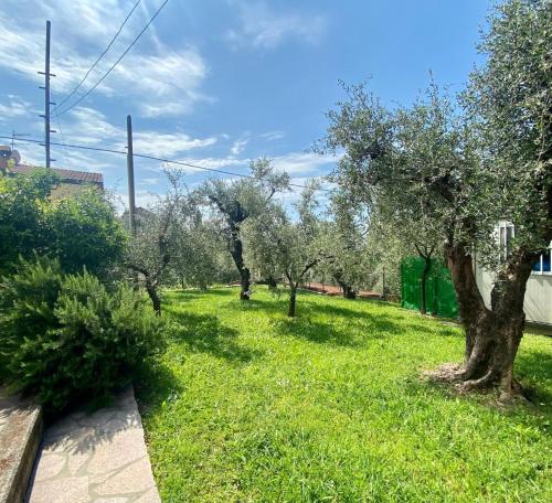 a row of olive trees in a green yard at Appartamento Cá Medé in Castelnuovo Magra