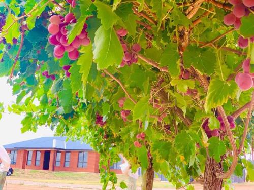 a bunch of red grapes hanging from a tree at Nevid Family Home in Merbein South