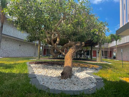 a tree sitting in a pile of rocks next to a building at Garden Inn Homestead/Everglades/Gateway to Keys in Homestead