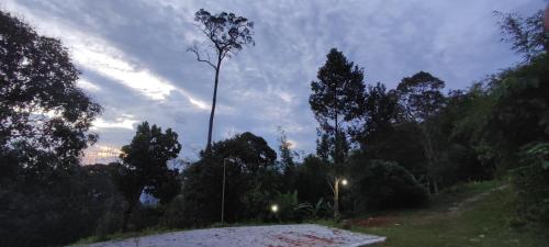 a palm tree in the middle of a road at DPuncakLui Campsite in Hulu Langat