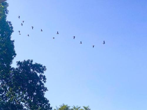 a flock of birds flying in the sky over trees at Azul Vista Drake Bay-AC-Full Kitchen in Drake