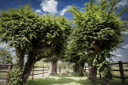 two trees in a field next to a fence at Hotel Schloss Walbeck in Geldern