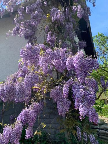 a wreath of purple flowers hanging off the side of a building at Wine Cellar Turned Idyllic Spa Escape in Lenti