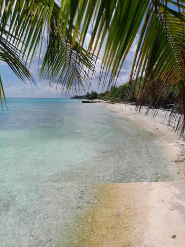 a beach with a palm tree and the ocean at Monita villa Tiputa in Tiputa
