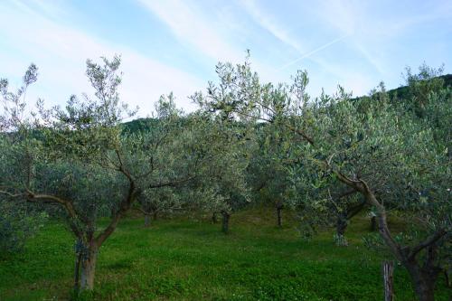 a row of trees in a field with green grass at Casa Capodistria with sea view in Koper