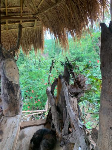 a cat laying on the ground under a straw hut at Khu Du Lịch Sinh Thái, Nghỉ dưỡng Homestay Hoàng Ánh - Kon Xom Luh in Kon Tum