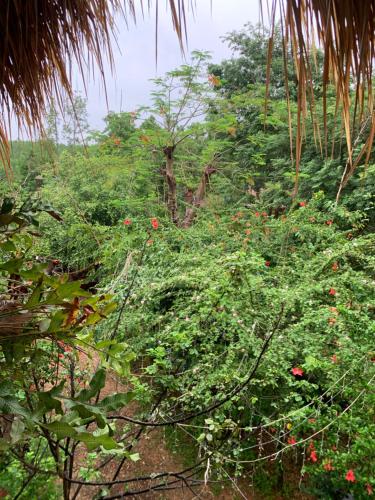 a group of trees with red flowers on them at Khu Du Lịch Sinh Thái, Nghỉ dưỡng Homestay Hoàng Ánh - Kon Xom Luh in Kon Tum