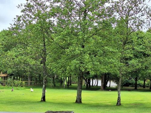 dos árboles en un campo con ovejas en el césped en Thornbury Holiday Park en Thornbury