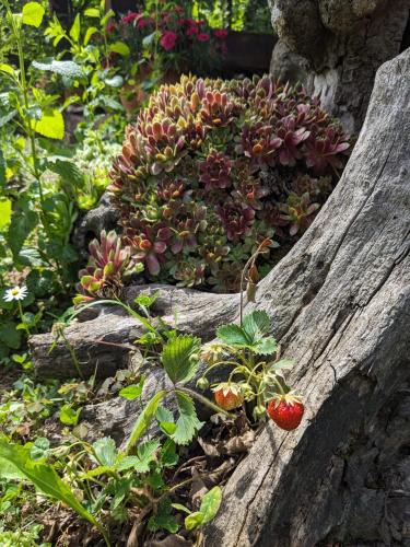 a garden with a bunch of plants and a strawberry at Eco Lodge Gradac in Popare