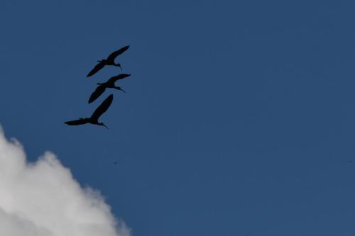 a group of birds flying in the sky at Chambre d'hôte L'Oiseau Blanc in Saint-Nizier-le-Désert