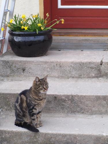 a cat sitting on steps in front of a door at Møllehusets Bed & Breakfast in Nordborg