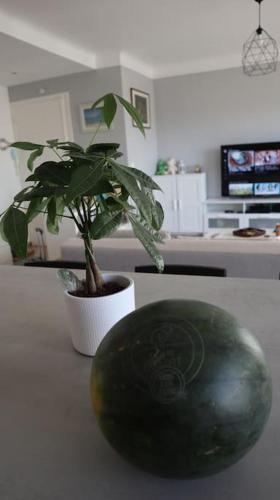 Antibes/Juan les pins, cosy apartment