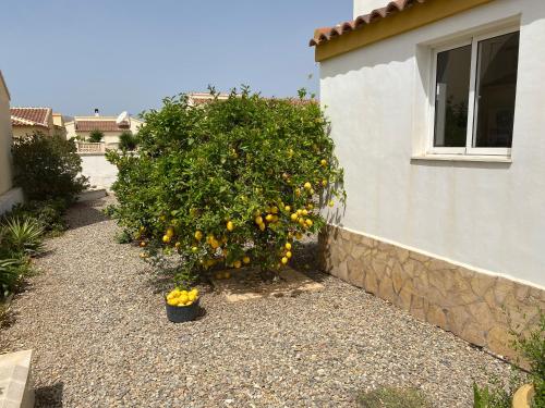 a large orange tree next to a building at Luxury Beachfront Villa in La Perla 