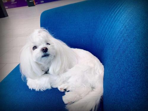 a white dog sitting in a blue chair at Scorpion Hiuse Langley ROOM B in Langley
