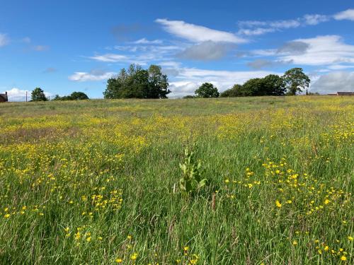 a field full of yellow flowers in a field at The Shepherd's Hut with cozy logburner in Wrexham