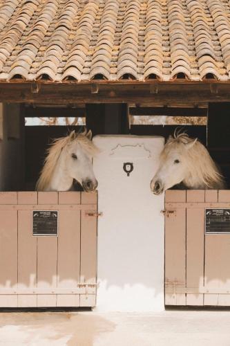 two horses looking out of the window of a building at Les Bains Gardians in Saintes-Maries-de-la-Mer