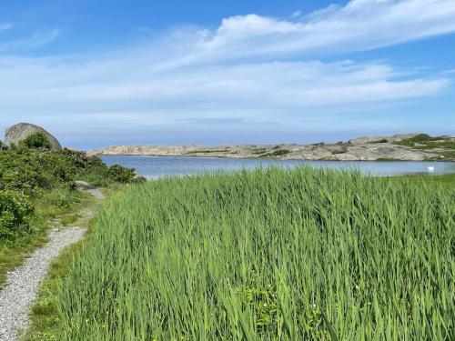a field of tall green grass next to a body of water at Lovely south-facing patio with grill in Hönö
