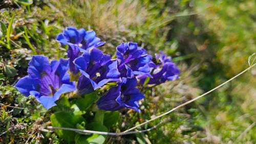 a group of blue flowers in the grass at Haus Hasslacher in Flattach