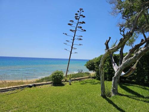 a tree in a field with the ocean in the background at Corfu Dream Holidays Villas in Glyfada