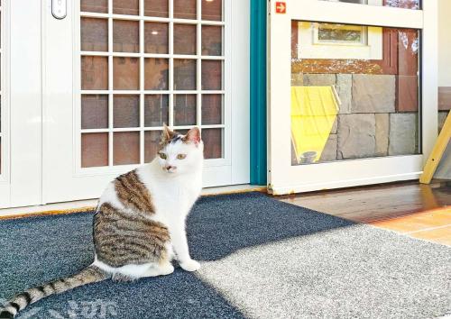 a cat sitting on a rug in front of a door at 清境 百里莊園 Baili Manor Cing Jing in Renai