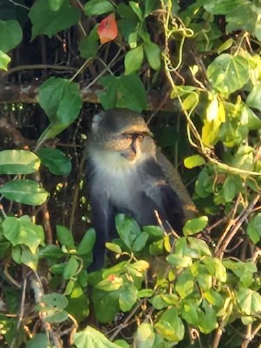 a bird is sitting in a bush at MONKEY MOUNTAIN LODGE in Mtende