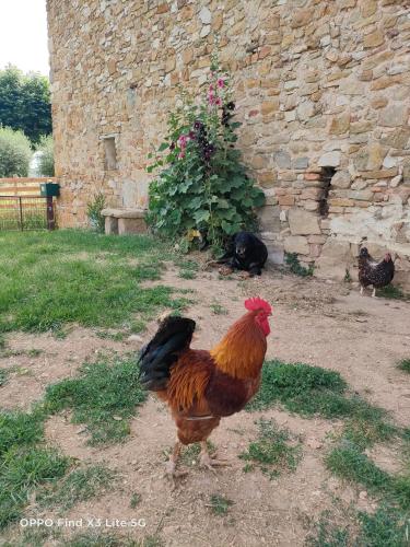 a rooster and two chickens standing in a yard at Gite à la ferme in Ongles