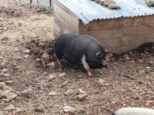 a pig standing next to two dogs on the ground at Gite à la ferme in Ongles