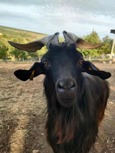 a black goat with horns looking at the camera at Gite à la ferme in Ongles