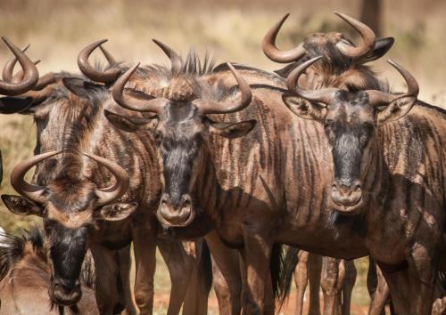 a herd of animals standing next to each other at Areena Riverside Resort in Kwelera