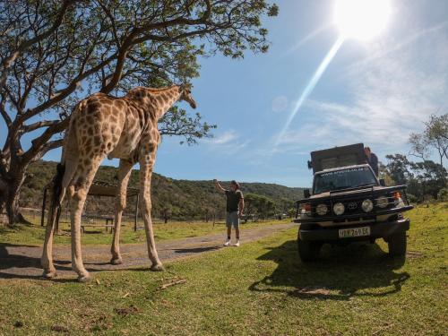 a giraffe standing in front of a truck at Areena Riverside Resort in Kwelera