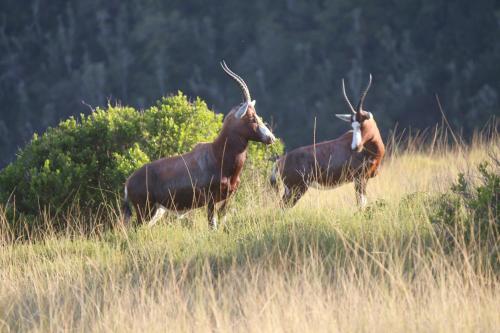 two animals standing in a field of tall grass at Areena Riverside Resort in Kwelera