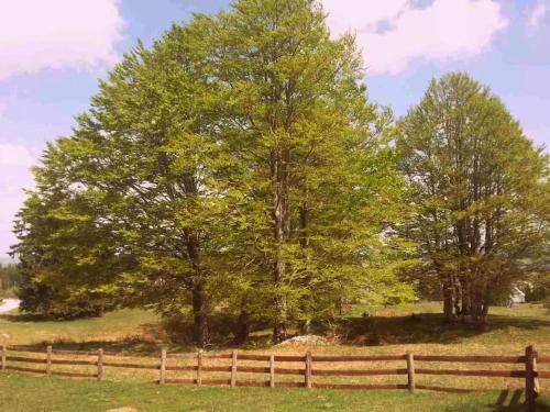 Gallery image of Enchanting chalet amidst impressive nature in Žabljak