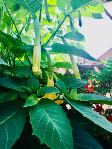 a yellow flower on a plant with green leaves at Casa de Aurora in Rubí