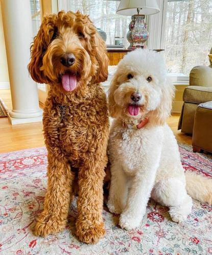 two brown and white dogs sitting on a rug at Harvard House-The Gathering Place in Waltham