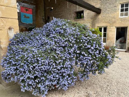 a large pot of purple flowers on the side of a building at Chambres d’hôtes de l’Ancienne Auberge in Thaon
