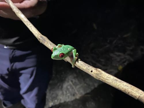 別荘の敷地内または近くにいる動物