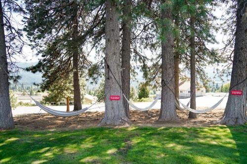 two hammocks hanging between trees in a park at Swiss Holiday Lodge in Mount Shasta