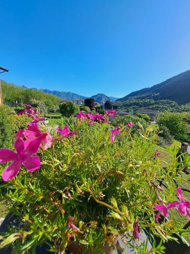Ein Haufen rosa Blumen im Busch mit Bergen im Hintergrund in der Unterkunft La casa di Noemi in Casale Corte Cerro