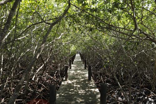 a wooden path through a forest of trees at Tintipan Cabana SalSiPuedes in Tintipan Island