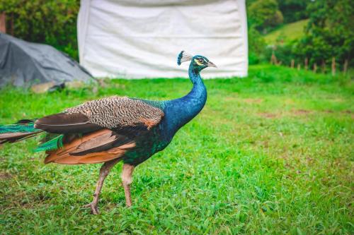 a peacock standing in the grass in a field at La Ceiba Panama in Coclé