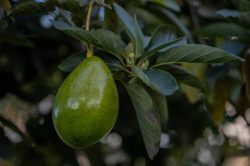 a green pear hanging from a tree at Finca el Mirador in Manizales