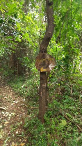 a tree with a mushroom growing on the side of it at Knuckles Backpackers Hut with waterfall view in Kaduwela