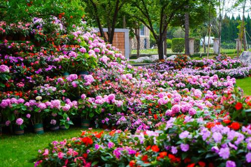 un jardín lleno de flores de colores en Shangri-La Xian, en Xi'an