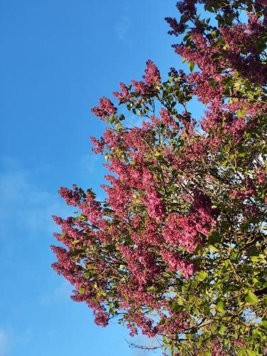 Photo de la galerie de l'établissement Authentique, vintage, harmonieux et wifi rapide, à Uriménil